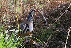 Red-legged Partridge